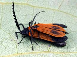 Attēlu rezultāti vaicājumam “Lycidae”