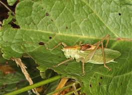 Attēlu rezultāti vaicājumam “Tettigonia cantans”