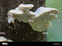 Attēlu rezultāti vaicājumam “Postia stiptica”