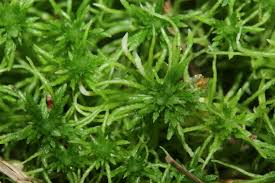 Attēlu rezultāti vaicājumam “Sphagnum fimbriatum”
