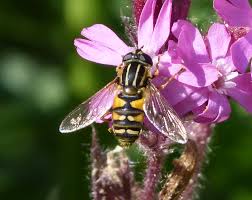 Attēlu rezultāti vaicājumam “Helophilus hybridus”