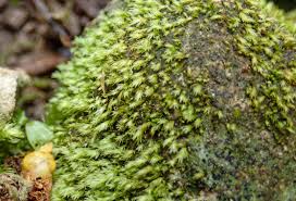 Attēlu rezultāti vaicājumam “Fissidens”