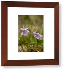Attēlu rezultāti vaicājumam “Viola rupestris flower”