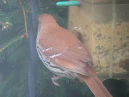 Image result for Toxostoma rufum