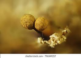 Attēlu rezultāti vaicājumam “Cribraria rufa spores”