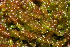 Attēlu rezultāti vaicājumam “Scorpidium revolvens”