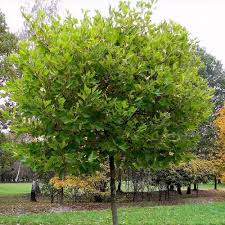 Attēlu rezultāti vaicājumam “Platanus x hispanica (syn. Platanus x acerifolia)”