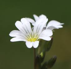 Attēlu rezultāti vaicājumam “Cerastium arvense flower”