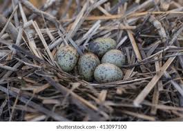 Attēlu rezultāti vaicājumam “Chlidonias niger eggs”