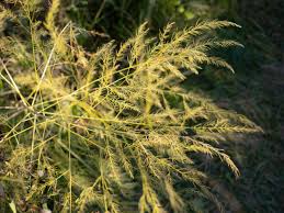 Attēlu rezultāti vaicājumam “Asparagus officinalis leaf”
