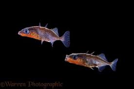 Attēlu rezultāti vaicājumam “Gasterosteus aculeatus”