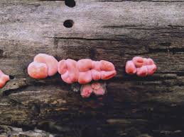 Attēlu rezultāti vaicājumam “Lycogala cf. oleocrystalliferum spores”