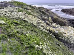 Attēlu rezultāti vaicājumam “Chlorophyta”