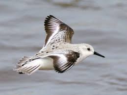 Attēlu rezultāti vaicājumam “Calidris alba adult”