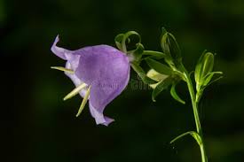 Attēlu rezultāti vaicājumam “Campanula latifolia flower”