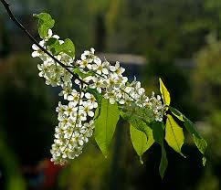 Attēlu rezultāti vaicājumam “Padus avium leaf”