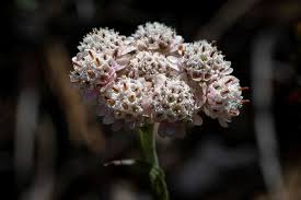Attēlu rezultāti vaicājumam “Antennaria dioica female flower”