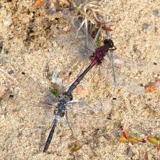 Attēlu rezultāti vaicājumam “Leucorrhinia albifrons female”