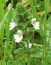 Attēlu rezultāti vaicājumam “Euphrasia”