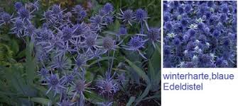 Image result for Edeldistel