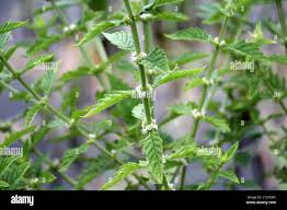 Attēlu rezultāti vaicājumam “Lycopus europaeus leaf”