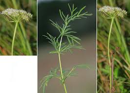 Attēlu rezultāti vaicājumam “Libanotis montana”