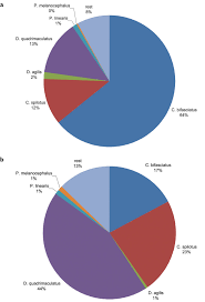 Attēlu rezultāti vaicājumam “Calodromius spilotus”