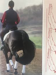 Image result for Nairn Disability Sport