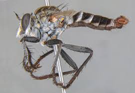 Attēlu rezultāti vaicājumam “Asilidae”