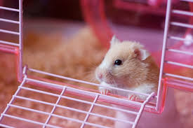 Afbeeldingsresultaat voor hamsters