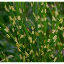 Image result for Miscanthus sinensis Zebrina