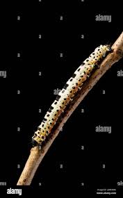 Attēlu rezultāti vaicājumam “Abraxas grossulariata larva”