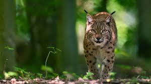 Afbeeldingsresultaat voor lynx