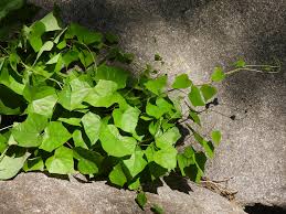 Attēlu rezultāti vaicājumam “Menispermum dauricum leaf”