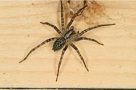 Attēlu rezultāti vaicājumam “Agelenidae”