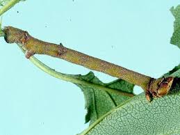 Attēlu rezultāti vaicājumam “Biston betularia”