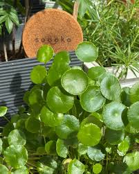 Attēlu rezultāti vaicājumam “Hydrocotyle vulgaris fruit”