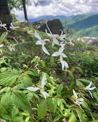 Attēlu rezultāti vaicājumam “Gillenia trifoliata”