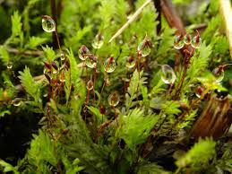 Attēlu rezultāti vaicājumam “Fissidens adianthoides sporophyte”