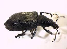 Attēlu rezultāti vaicājumam “Chlorophanus viridis”