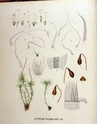 Attēlu rezultāti vaicājumam “Leptobryum pyriforme”