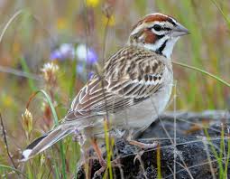 Image result for Chondestes grammacus