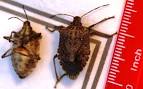 Brown Marmorated Stink Bugs invade home | What's That Bug?