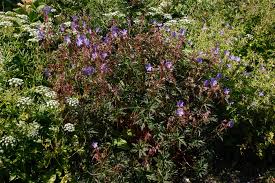 Attēlu rezultāti vaicājumam “Geranium pratense”