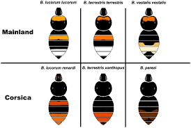 Attēlu rezultāti vaicājumam “Bombus terrestris”
