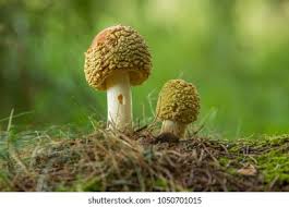 Attēlu rezultāti vaicājumam “Amanita regalis”