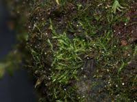 Attēlu rezultāti vaicājumam “Serpoleskea confervoides”