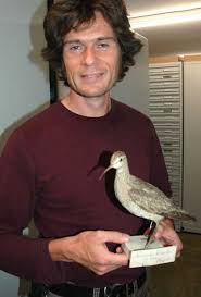 Image result for Numenius borealis