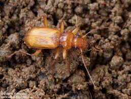 Attēlu rezultāti vaicājumam “Leistus ferrugineus”