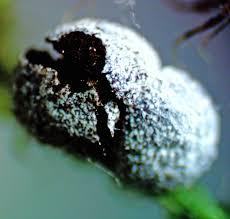 Attēlu rezultāti vaicājumam “Physarum notabile”